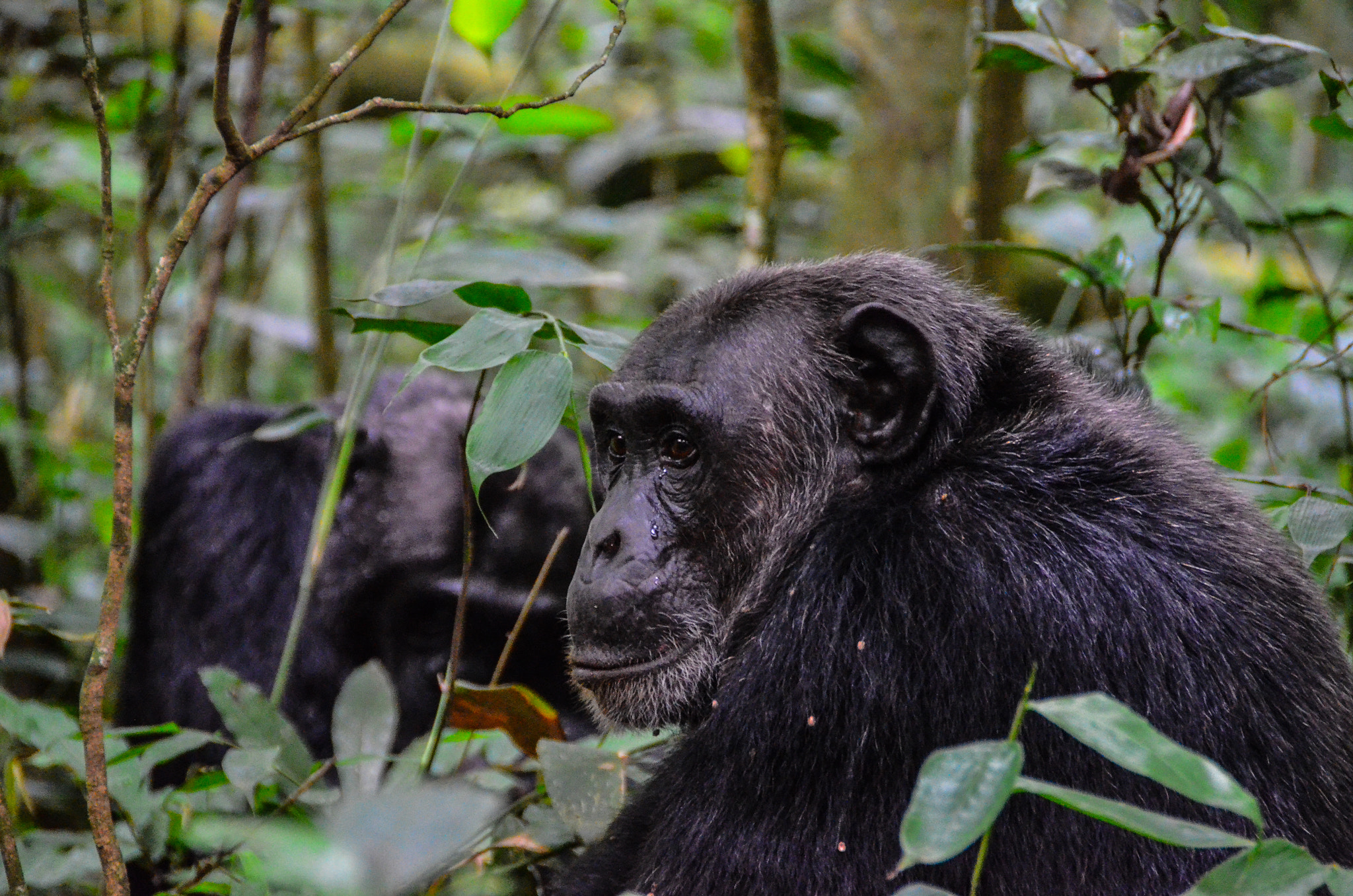 Kibale Forest National Park
