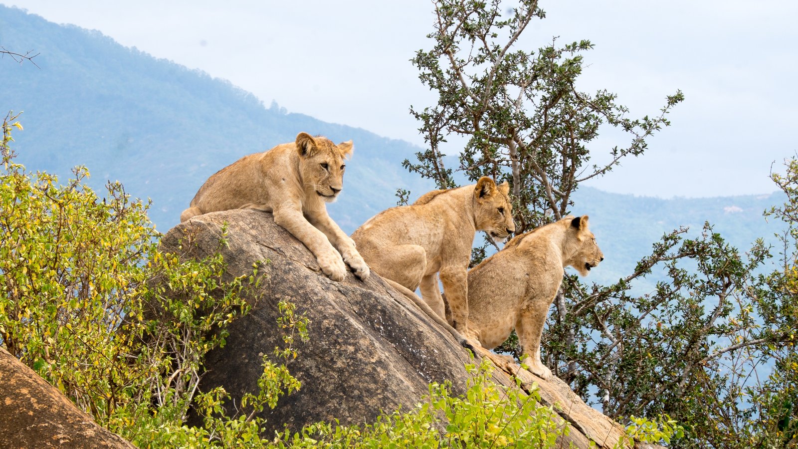 10 Days Uganda Safari Adventure
