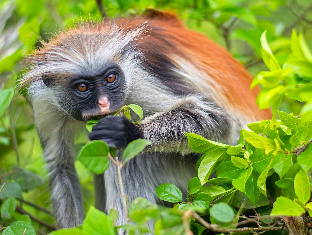 10 Days Zanzibar with Kids Family Safari
