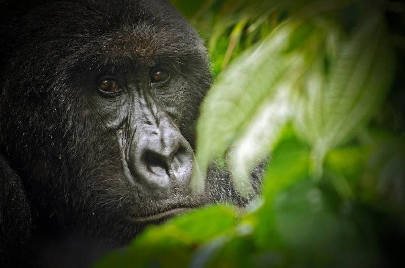 3 Days Ultimate Virunga Gorilla Trekking Safari