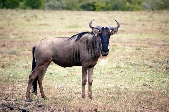 5 Days Kenya Nyumbu Signature Majestic Safari
