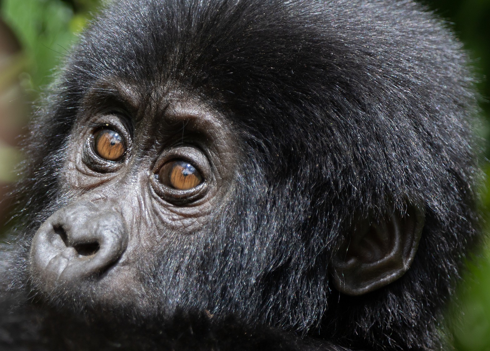 Guide to Planning a Gorilla Trekking Safari in Rwanda