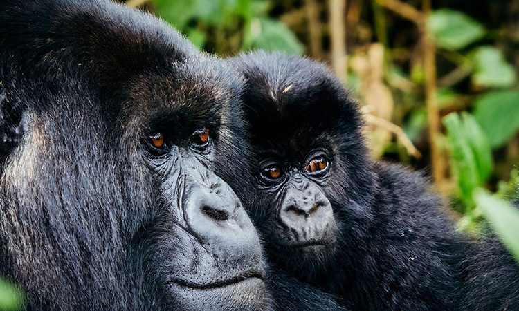 5 Days Rwanda Gorilla Trekking and Bisoke Hike Adventure