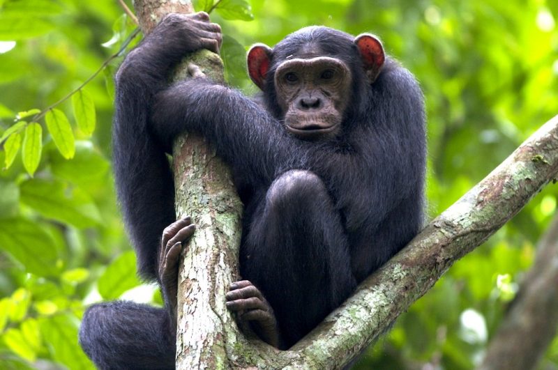 Bururi National Reserve