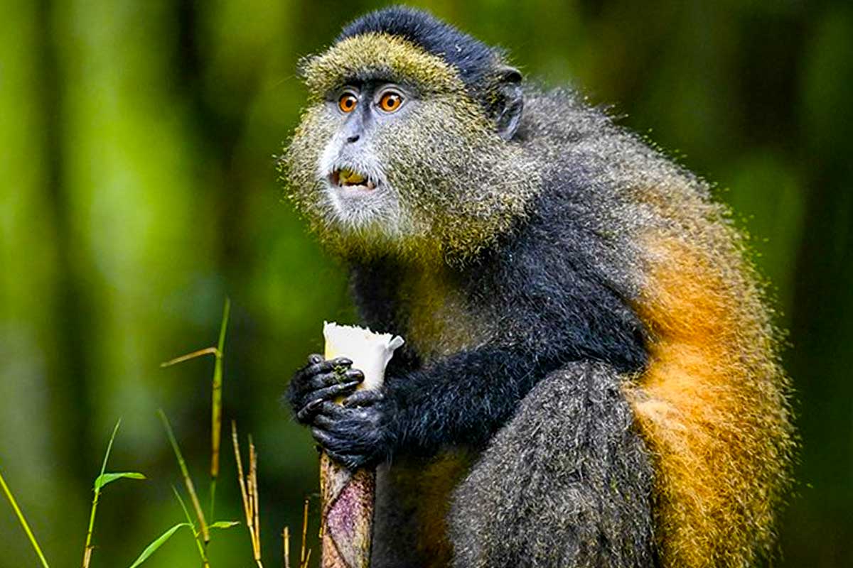 18 Days Uganda & Rwanda Primates and Wildlife Safari