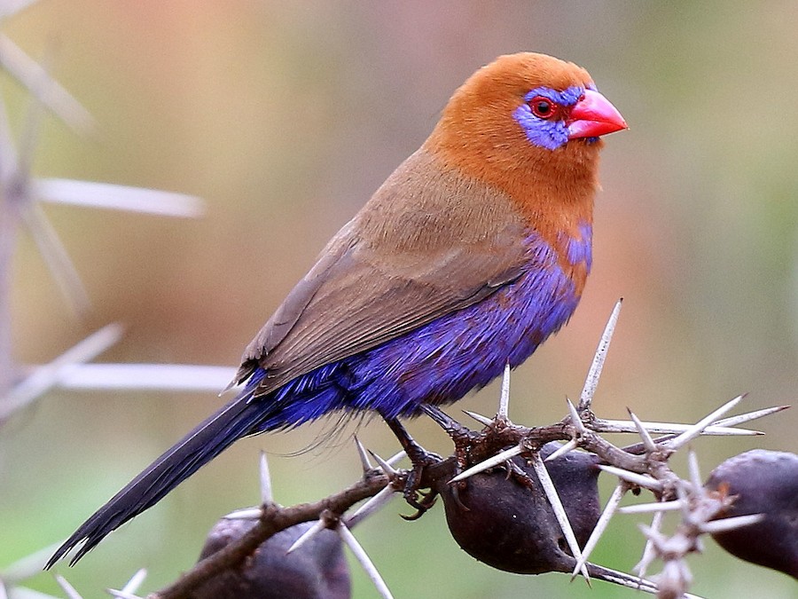 Kidepo Valley National Park