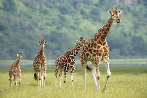 Kidepo Valley National Park