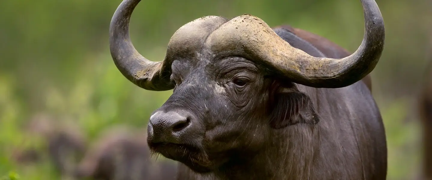 6 Days Great Migration Safari