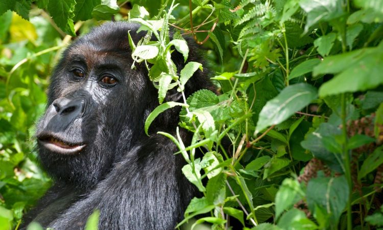 Kahuzi-Biega National Park