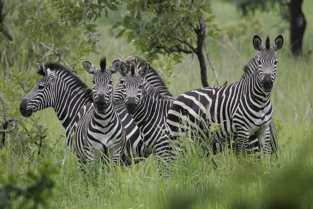 12 Days Best of Untamed Tanzania Spirit of Discovery