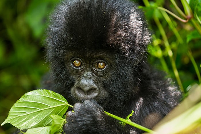 5 Days Fly in Uganda Gorillas and Chimpanzees Photo Safari
