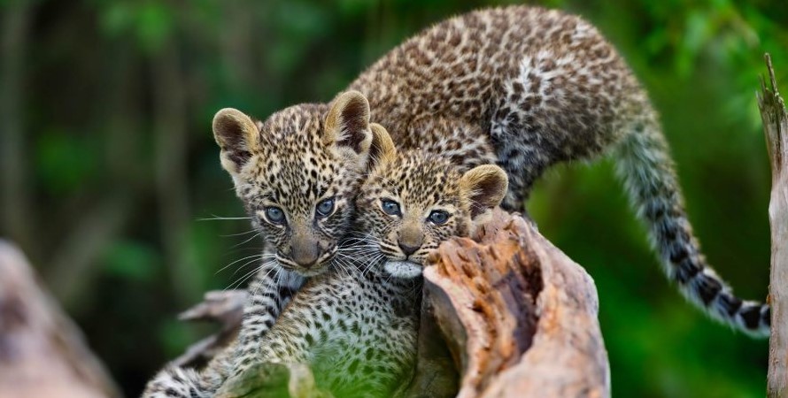 7 Days Northern Tanzania Calving Season Journey