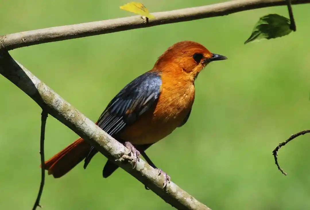 10 Days Uganda Primate & Wildlife Adventure Safari