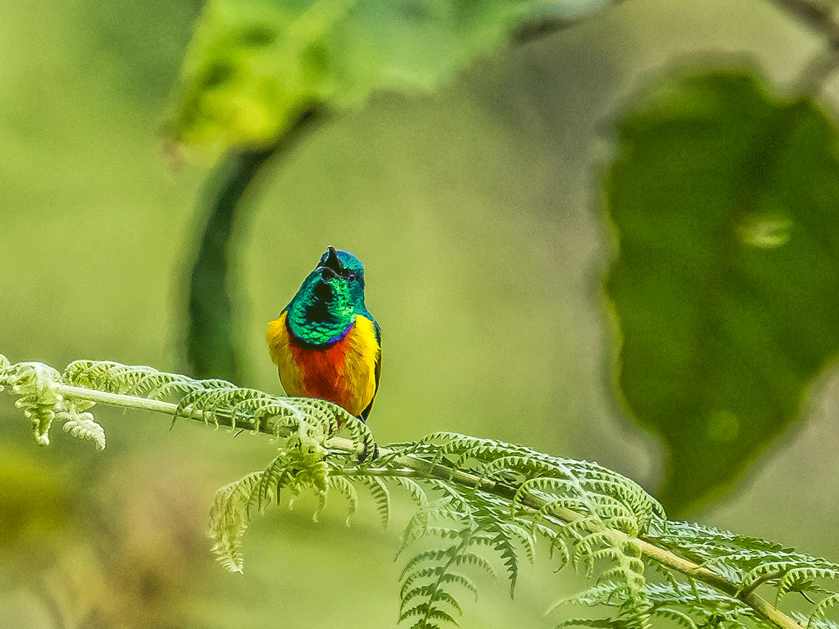 6 Days Primates and Birding Burundi Safari