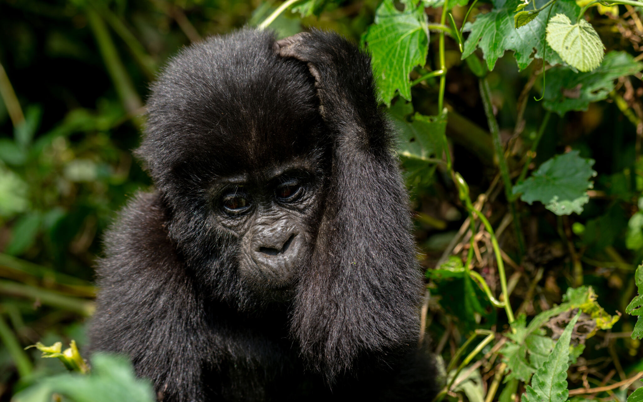 3 Days Uganda Gorilla Tour by Nyumbu Beyond Safaris
