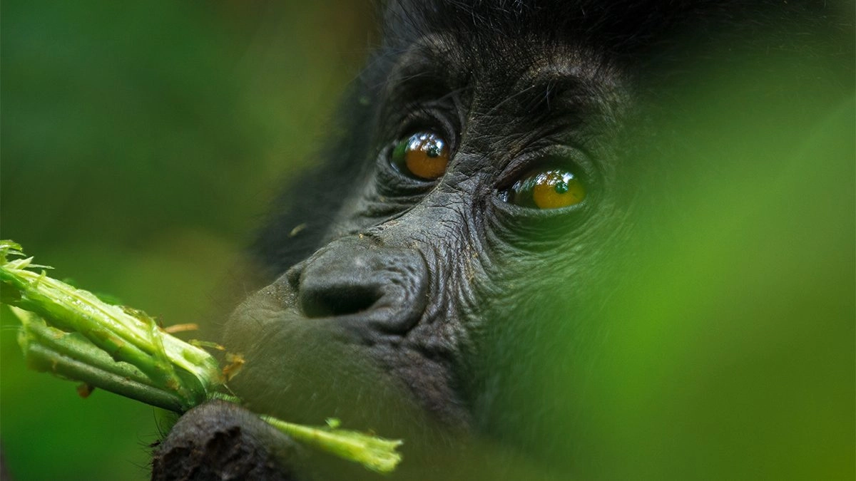 8 Days Authentic Uganda Primates and Big 5 Safari