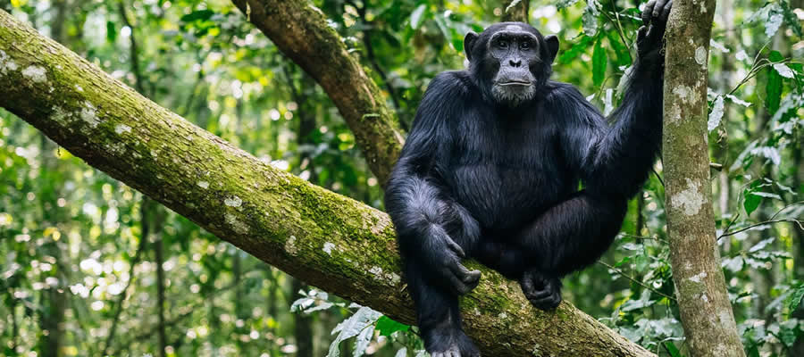Kibira National Park