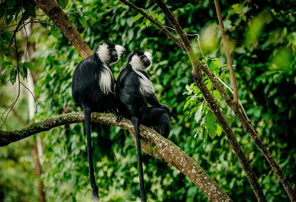 black colobus Monkeys in Kibira National Park