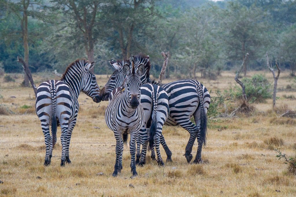 9 Days Ultimate Uganda luxury Gorilla, Chimp Trekking, wildlife & Cultural group Safari