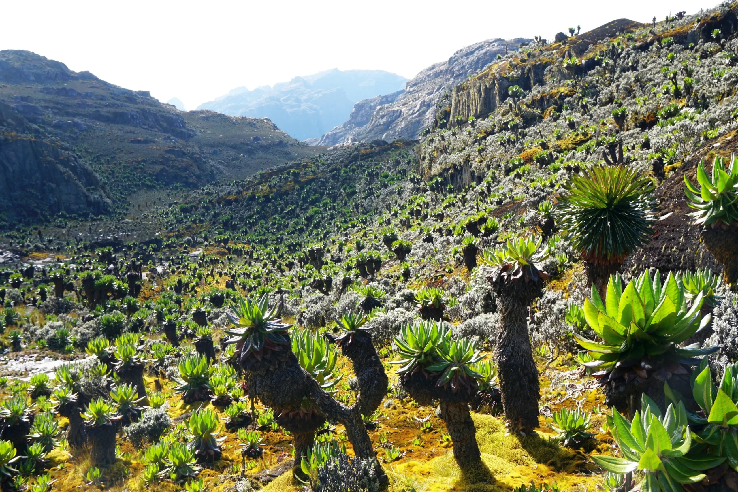 11 Days Rwenzori Mountains Trekking Safari