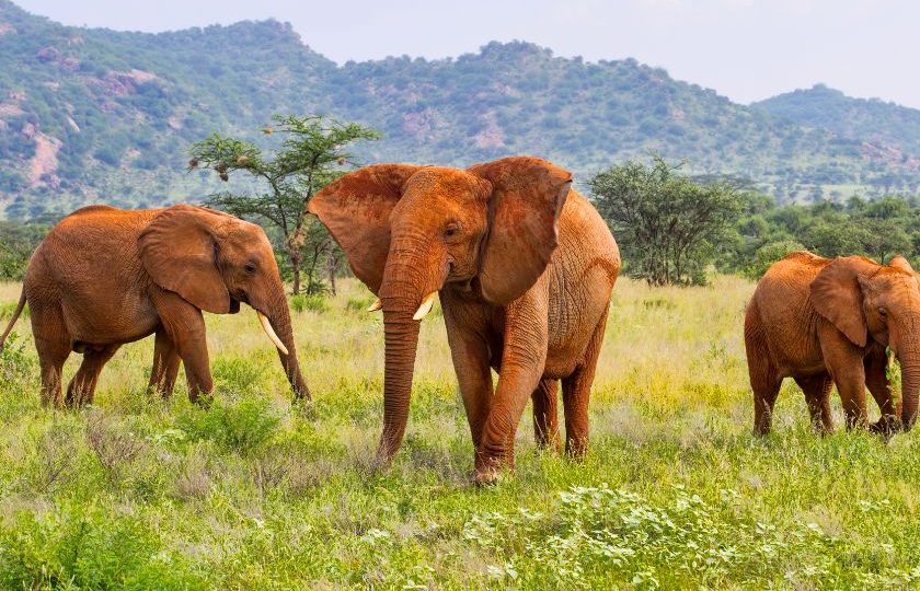 9 Days Kenyan Wilderness Nyumbu Escorted Odyssey
