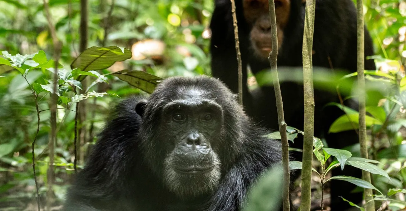 7 Days Classic Uganda Safari