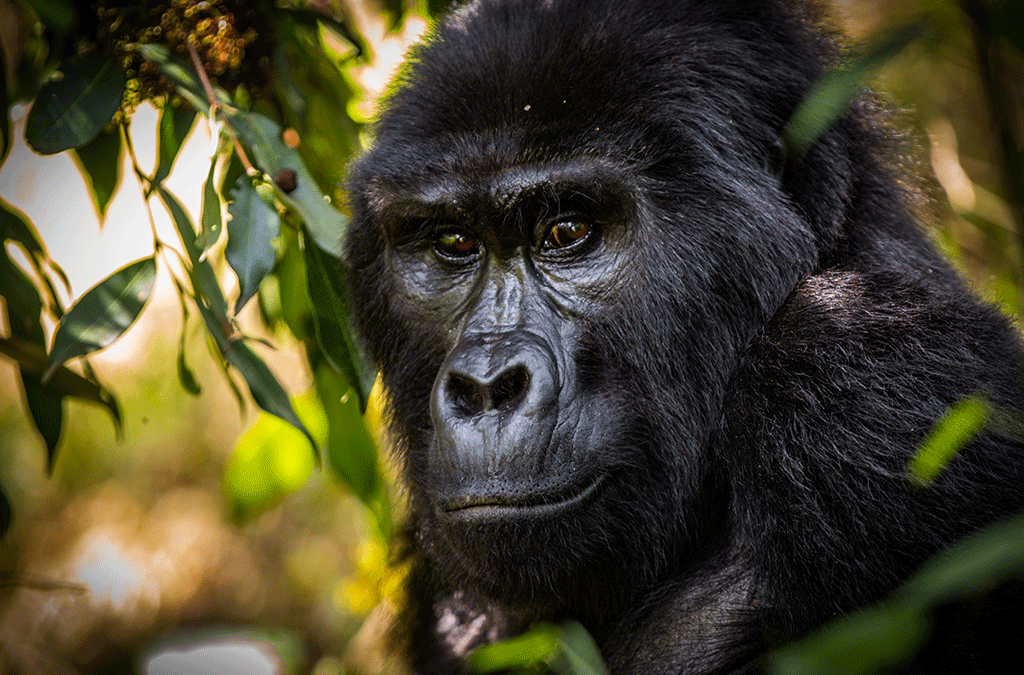 Mountain Gorilla Trekking Safaris