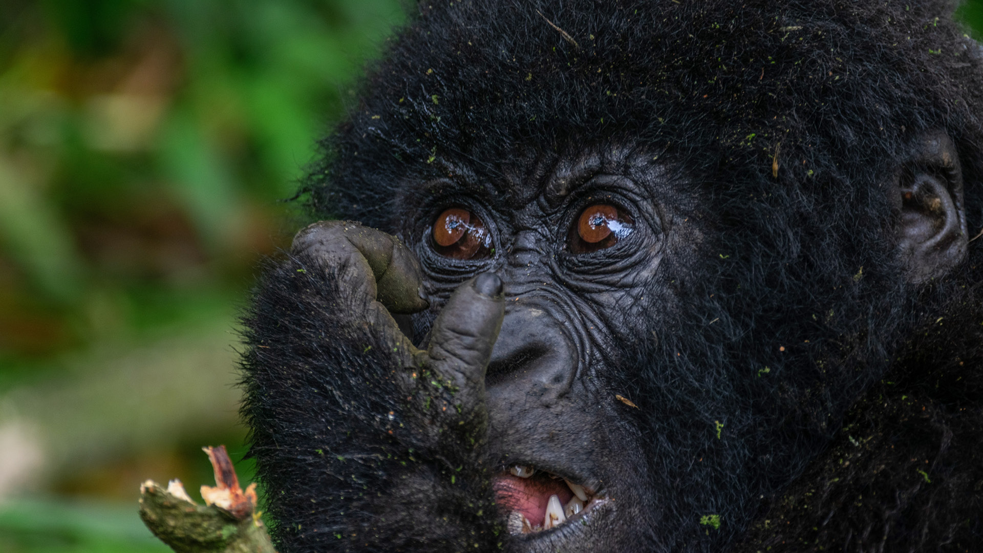When is the Best time for Gorilla Trekking?