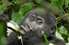 7-Day Rwanda-Uganda Gorilla Trek & Burundi Escorted Adventure