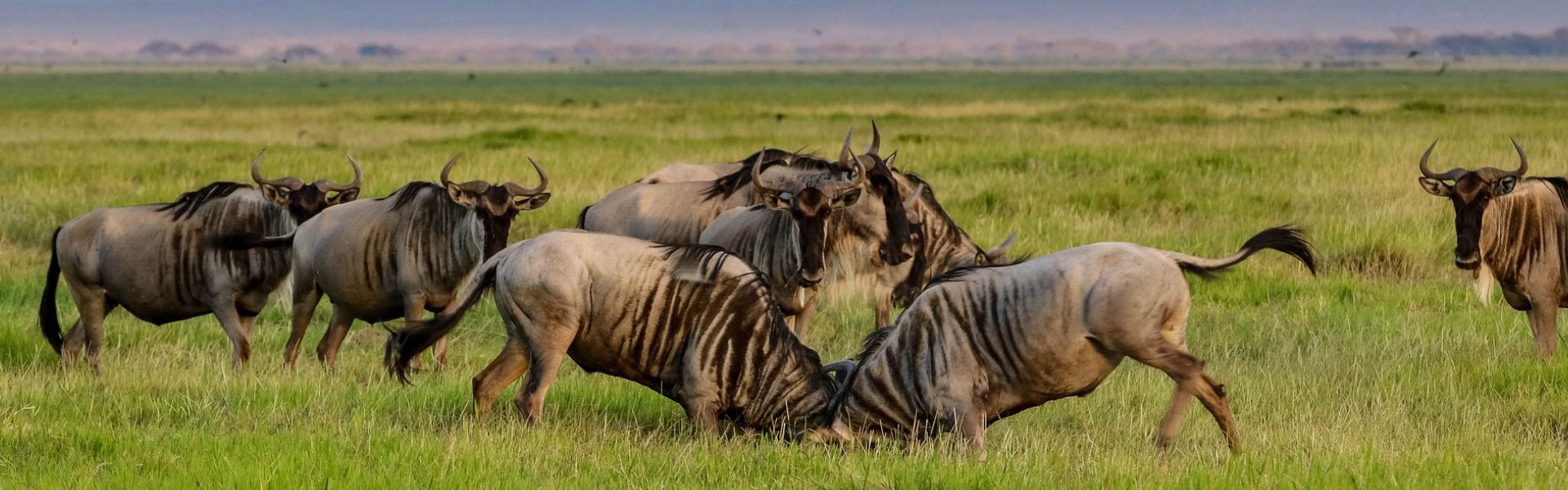 6 Days Tanzania Sights & Sounds with Nyumbu Beyond journeyExplore the breathtaking landscapes of northern Tanzania’s national parks, including the world-famous plains of the Serengeti, in this six-night itinerary.