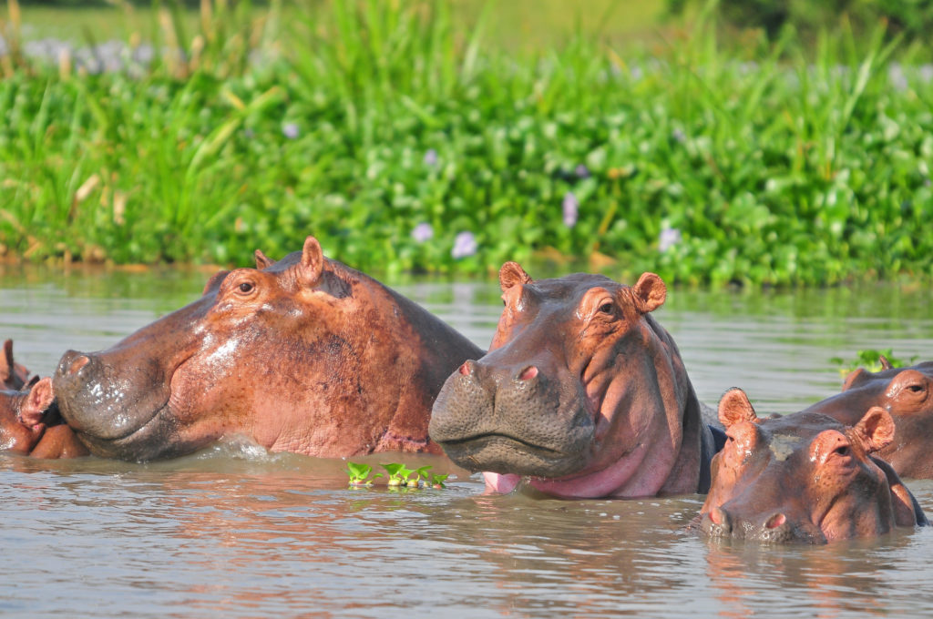 Rusizi National Park