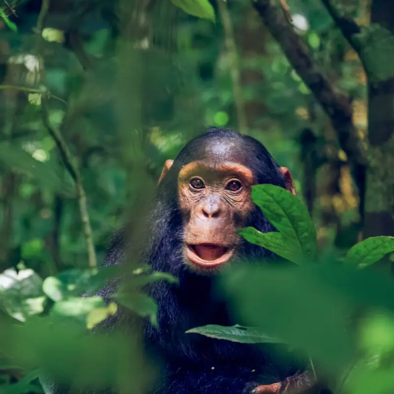 Kibale Forest National Park