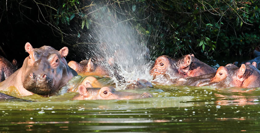 16 Days Uganda Honeymoon Safari