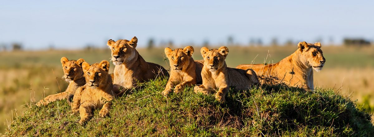 8 Days Best of Family safari Uganda Small Group Safari