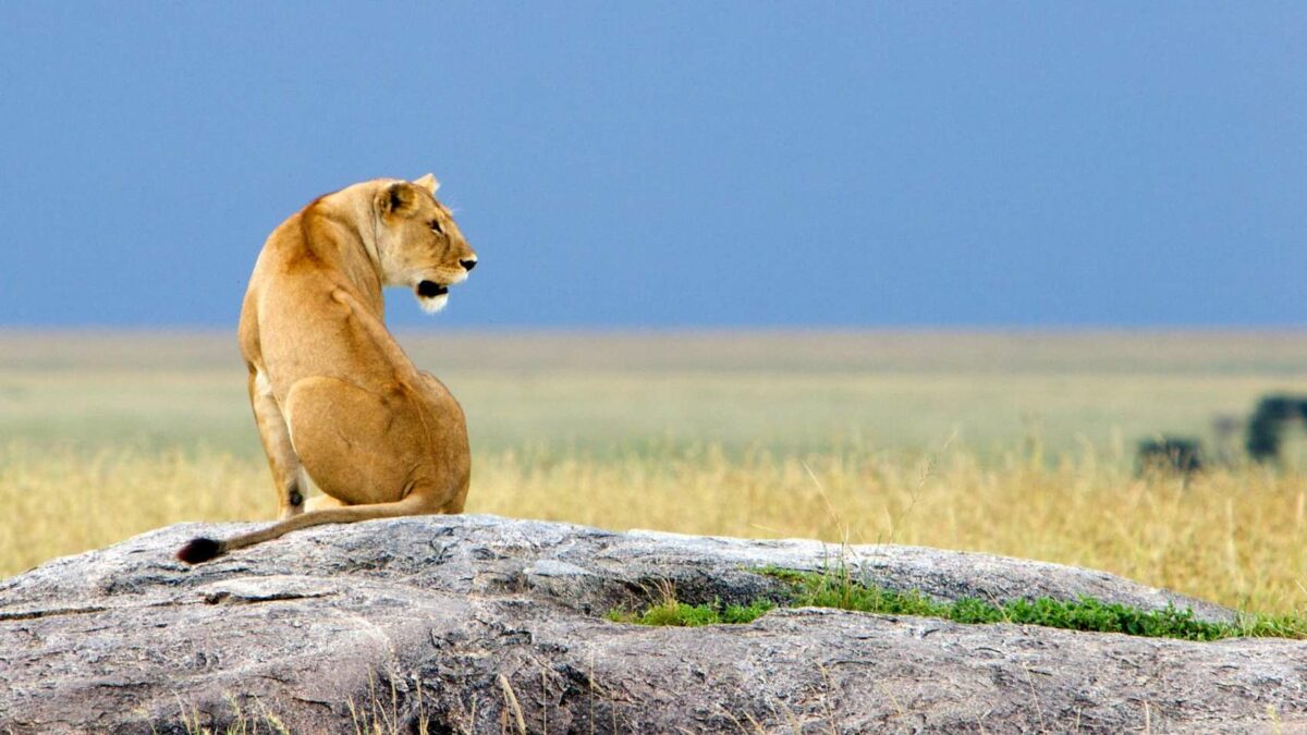 12 Days Best of Untamed Tanzania Spirit of Discovery