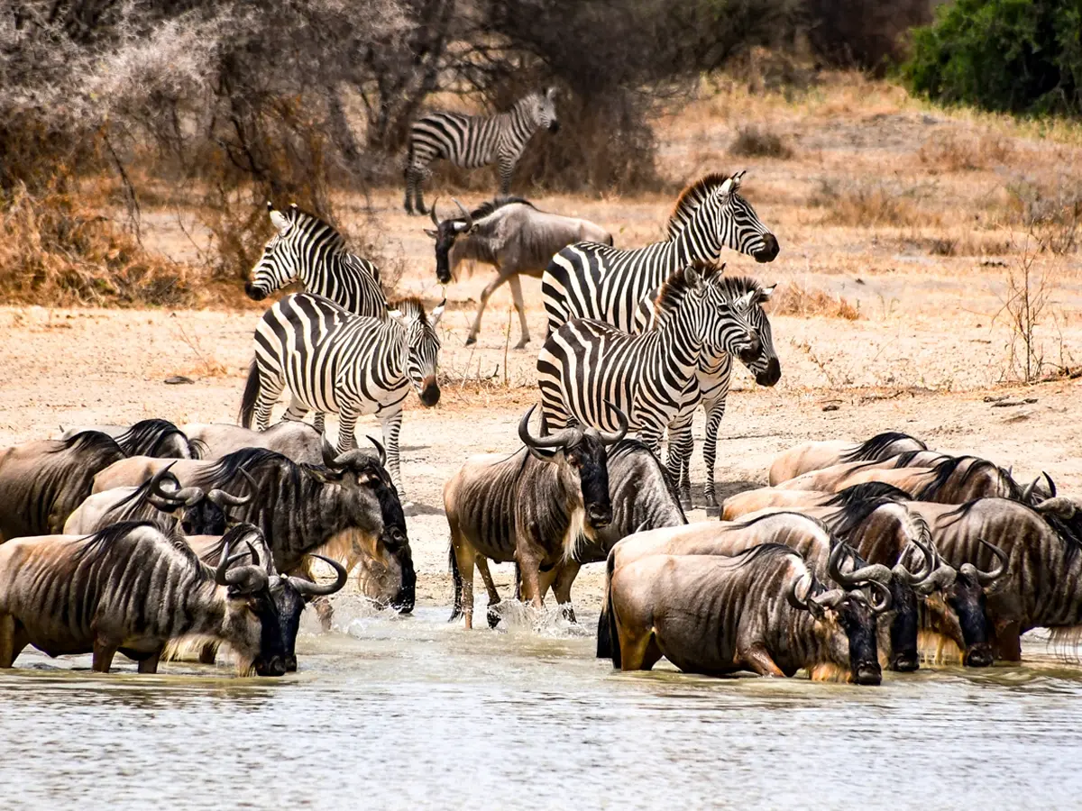 Why the Great Migration in Tanzania Should Be on Your Travel Bucket List