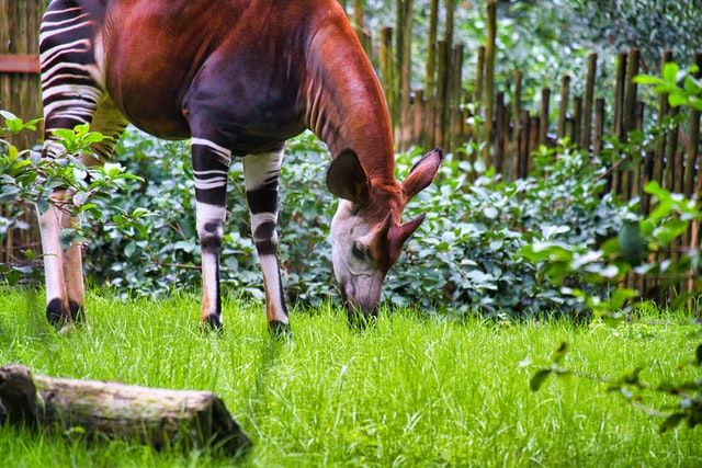 Okapi Wildlife Reserve