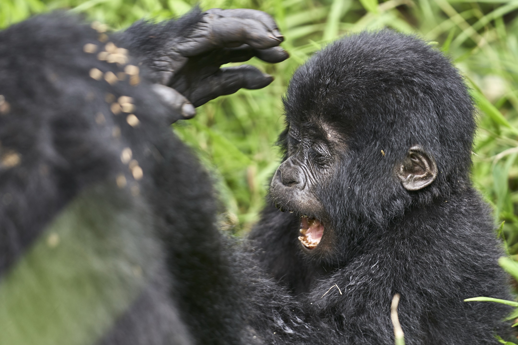 10 Day Burundi, Rwanda & DR. Congo Primate & Cultural Safari