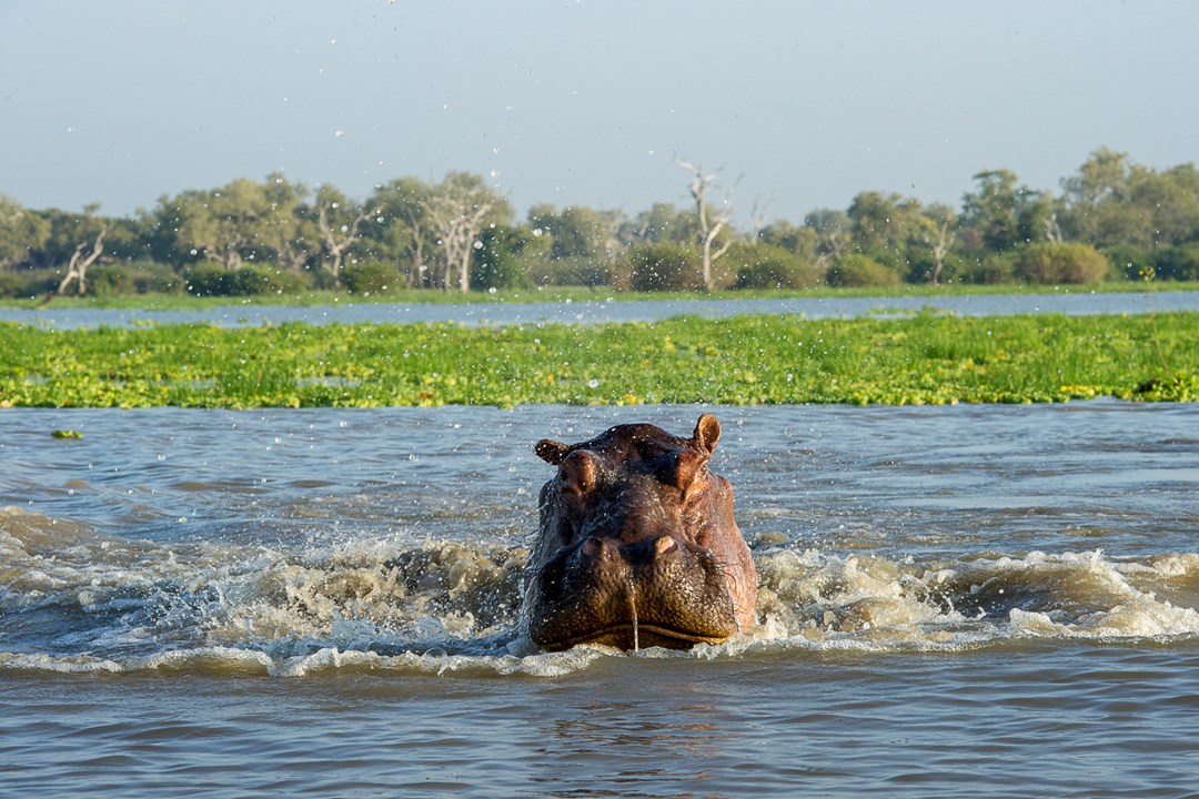 Selous National Park