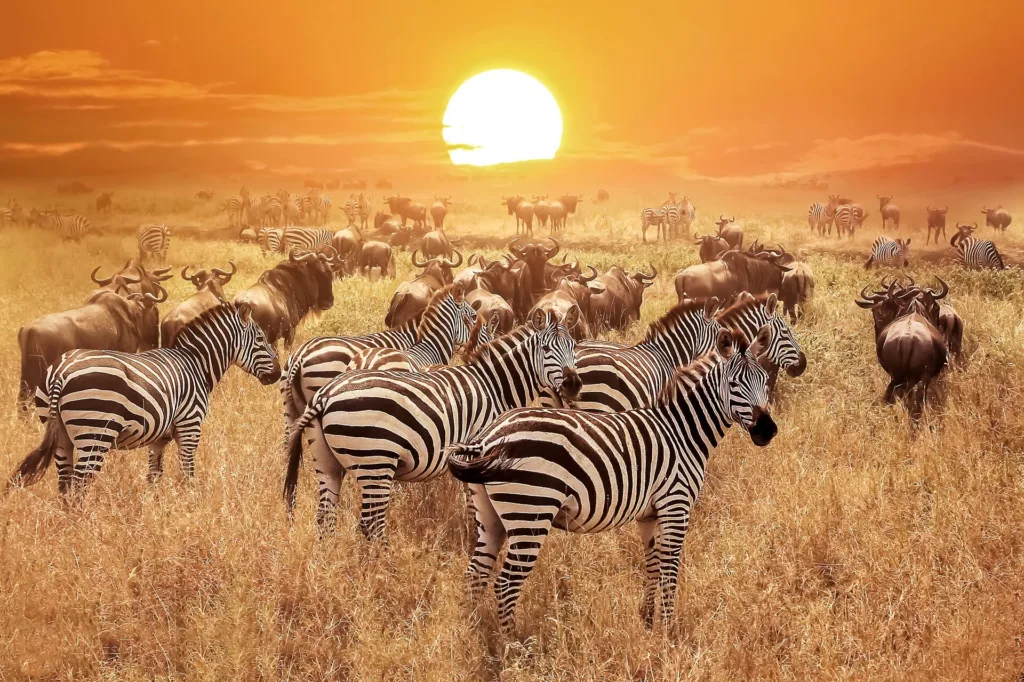 14 Days Kenya, Tanzania, Uganda Gorilla & Great Wildebeest migration Odyssey