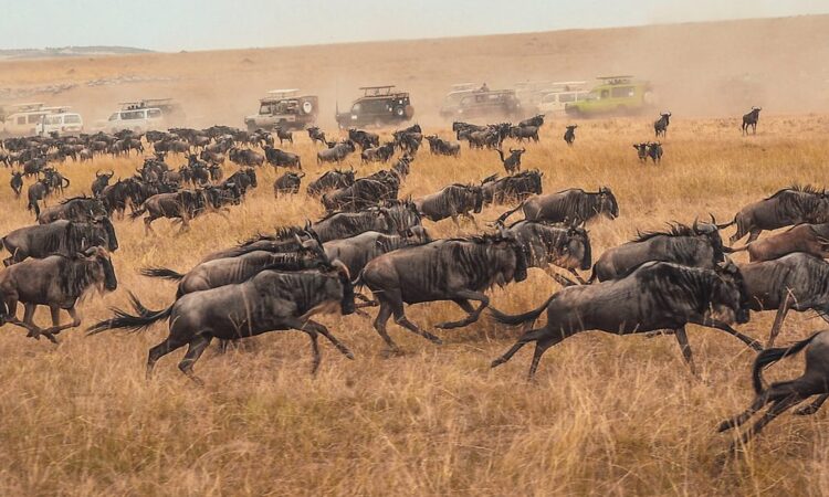 9 Days Wildlife Paradise Journey