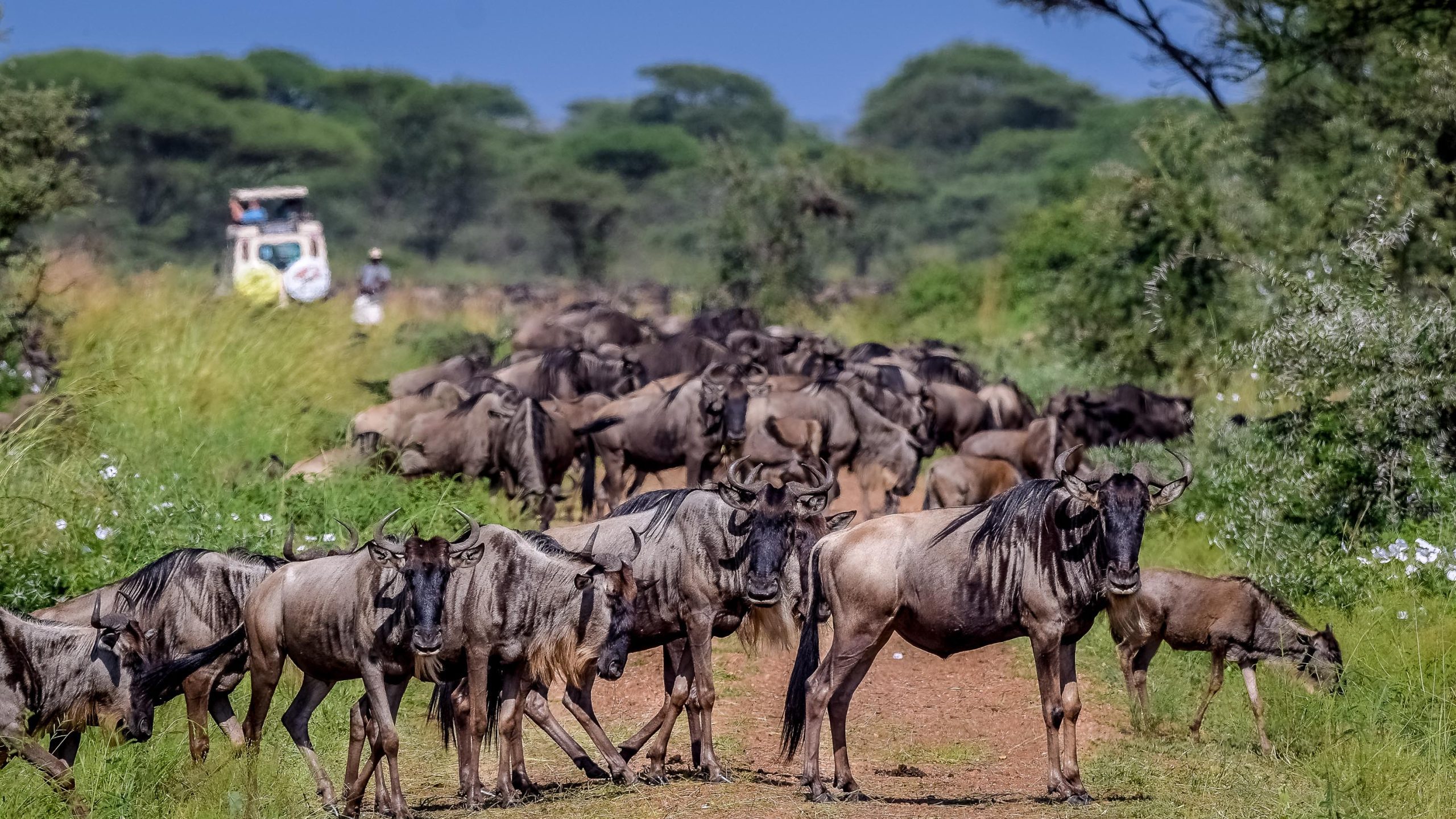 Why the Great Migration in Tanzania Should Be on Your Travel Bucket List