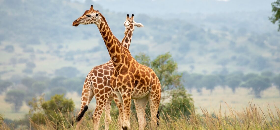 6 Days Kidepo Valley & Murchison Falls Big five Uganda Adventure