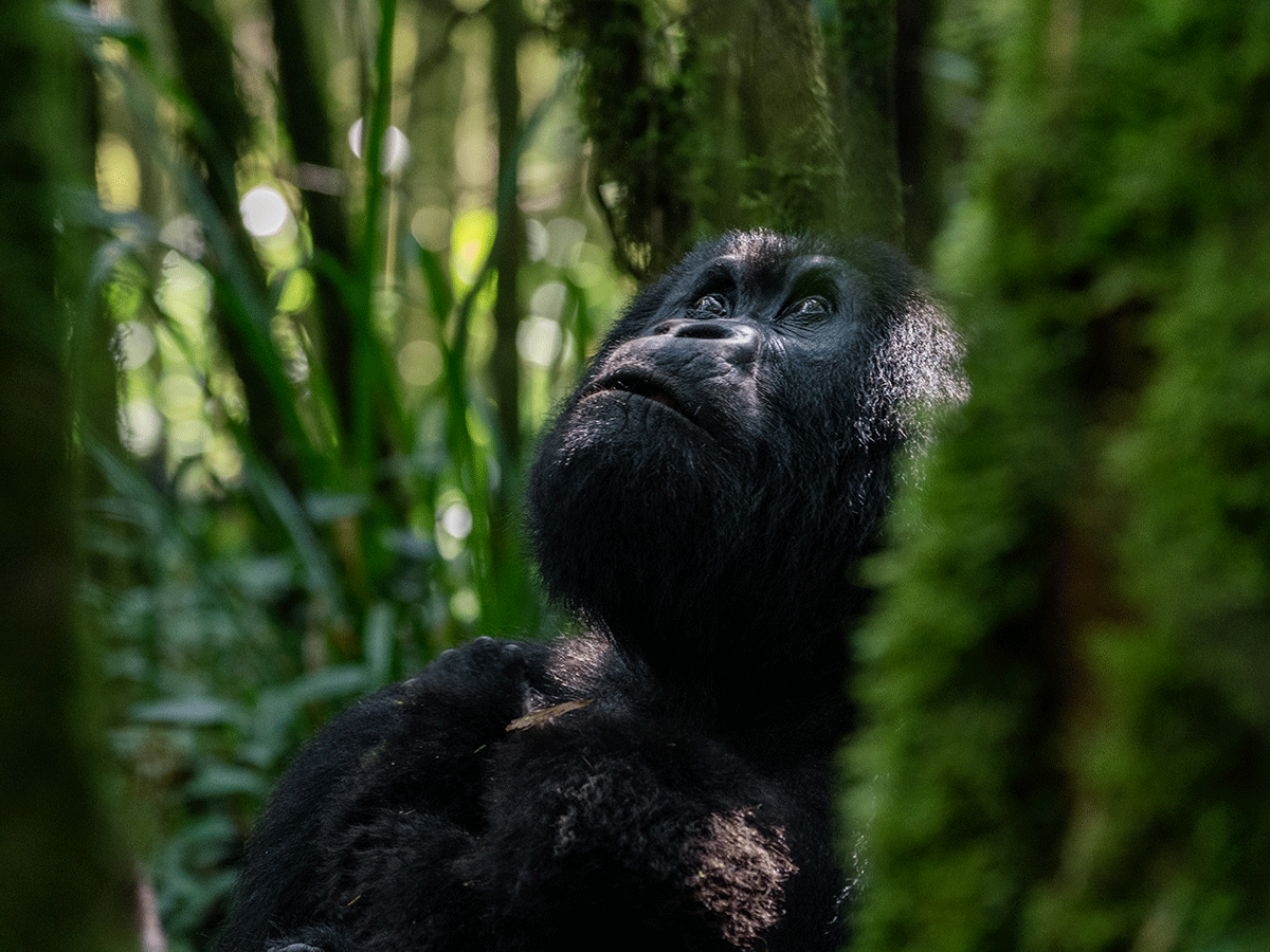 6 Days Greatest Apes of Rwanda Wild Adventure