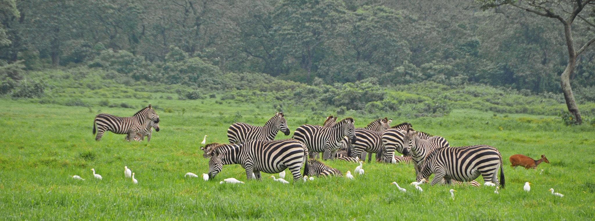 15 Days Ultimate Tanzania Wildlife & Cultural Safari