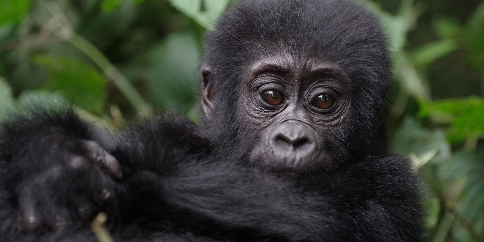 Gorilla Trekking vs Kenya Safari