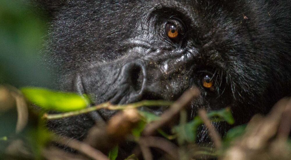 11 Days Luxury Small group Uganda Gorillas & Beyond Journey