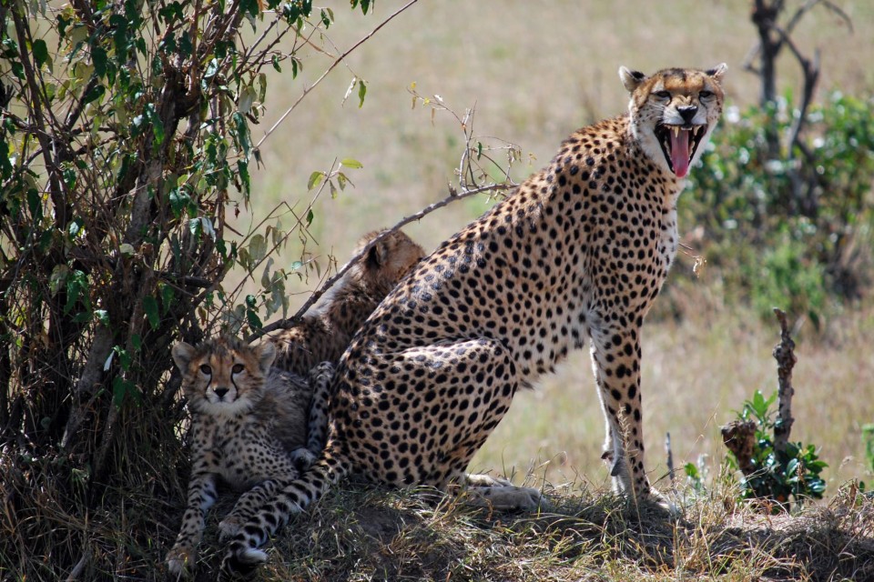 9 Days Full Kenya Highlights Safari Experience