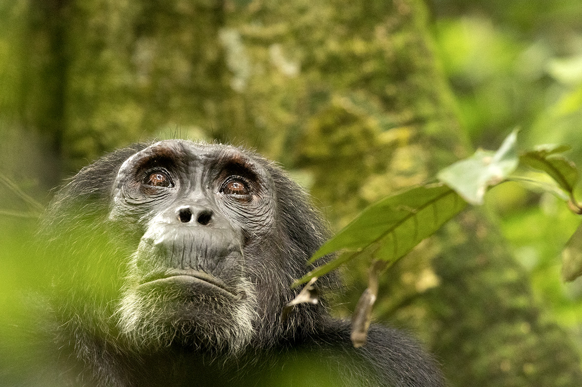 14 DayS Best of Uganda Family Wildlife Safari