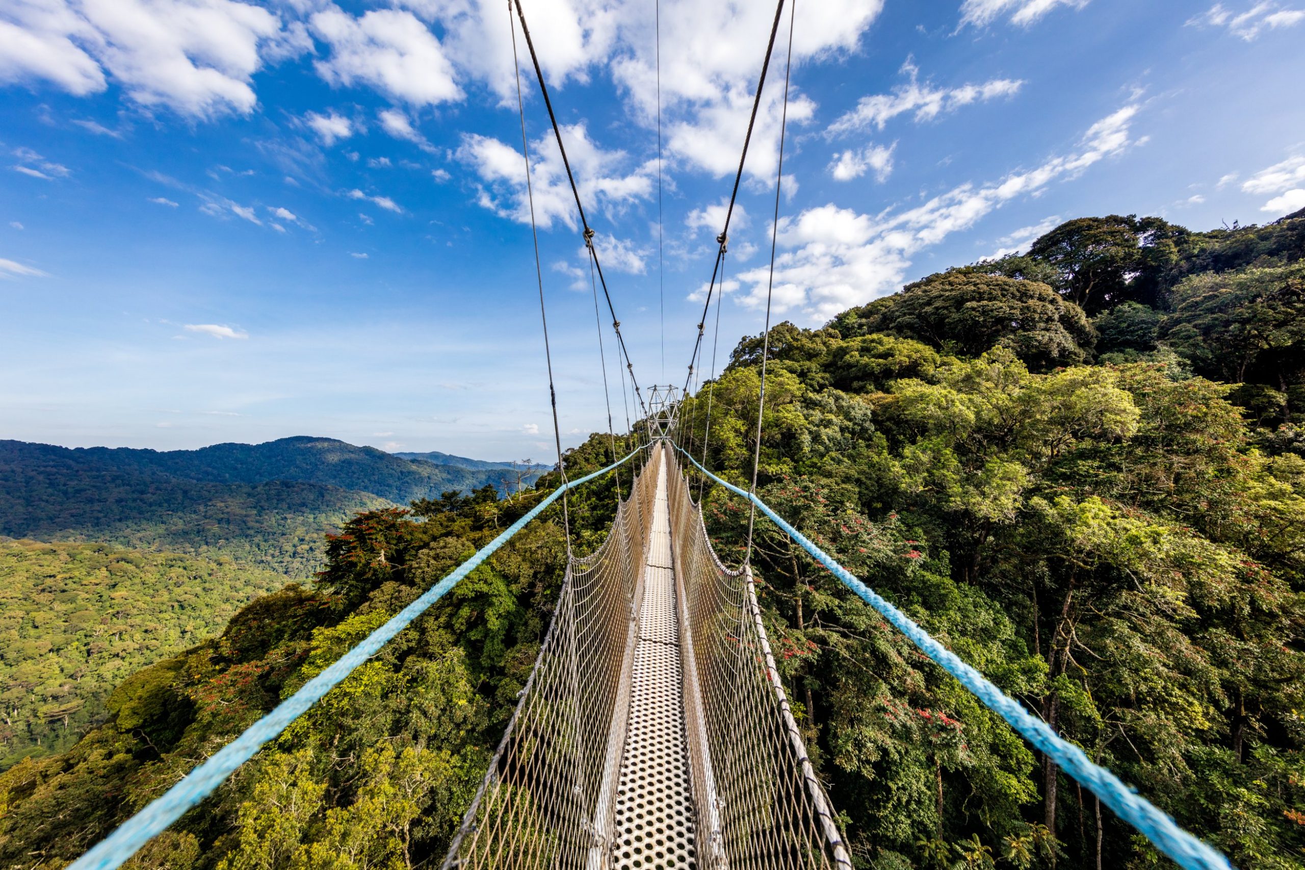 4 Days Low Land Gorilla and Chimp Trek Adventure